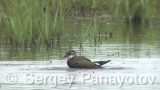 Video of Northern Lapwing - Northern Lapwing in the water of Shabla lake